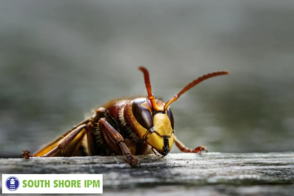 hornet on wood surface