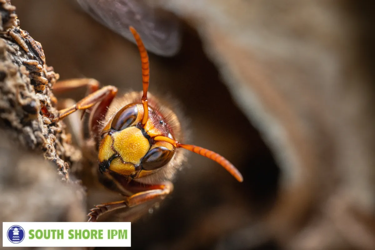 hornet