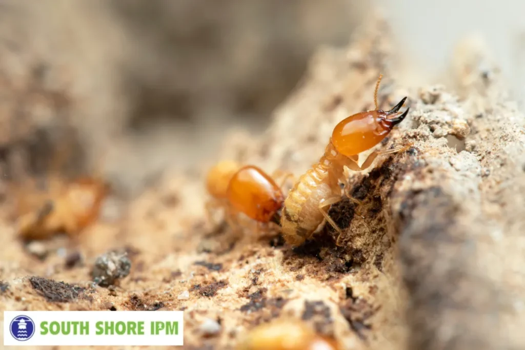 termites in termite mound